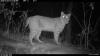 Bobcat Cam 1